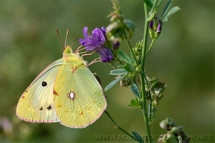 colias cruceus